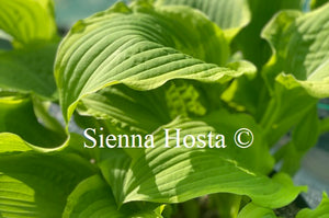 Hosta 'Minnesota Wild'