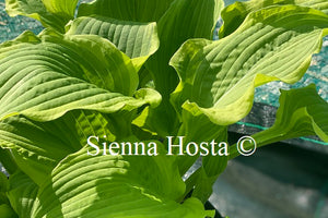 Hosta 'Minnesota Wild'