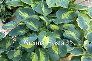 Hosta 'Dream Queen'