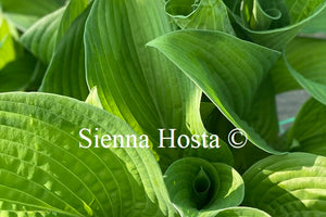 Hosta 'Paradigm'