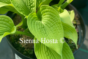 Hosta 'Bumblebee'