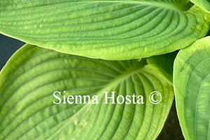 Hosta 'Goldbrook Glory'