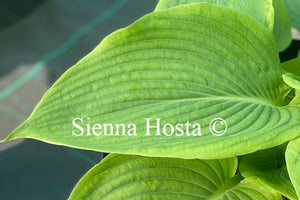 Hosta 'Goldbrook Glory'