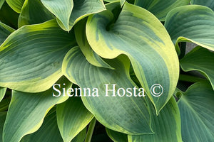 Hosta 'Clown's Collar'