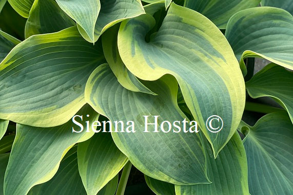 Hosta 'Clown's Collar'