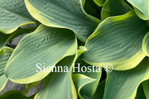 Hosta 'Clown's Collar'