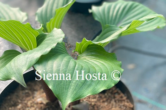 Hosta 'Holar Red Spear'