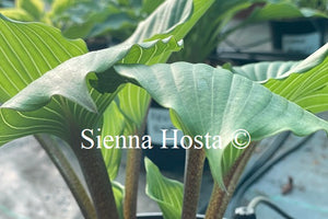 Hosta 'Holar Red Spear'