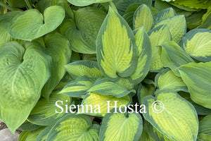 Hosta 'Paul's Glory'