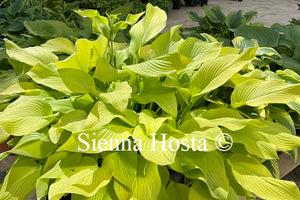 Hosta 'Sun Power'