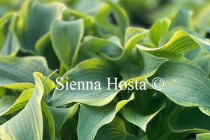 Hosta 'Clown's Collar'