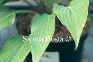 Hosta 'Black Light'