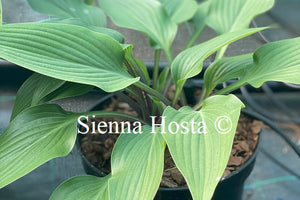 Hosta 'Black Light'