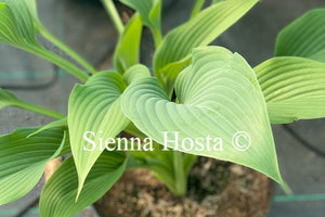 Hosta 'Phoenix'