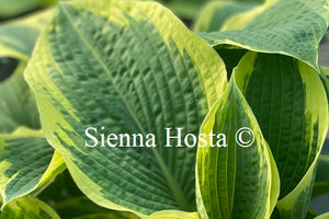 Hosta 'Northern Exposure'