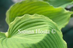 Hosta 'Lakeside Breaking News'