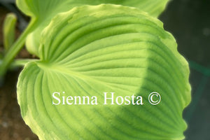 Hosta 'Lakeside Breaking News'