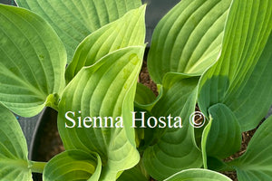 Hosta 'Florence Nightingale'