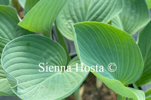 Hosta 'Glen Triumph'