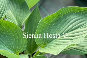 Hosta 'Glen Triumph'