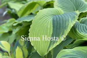 Hosta 'Bridal Falls'