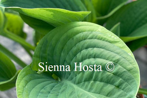 Hosta 'Rain Dancer'
