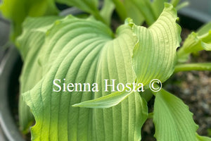 Hosta 'Arch Duke'