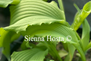 Hosta 'Arch Duke'