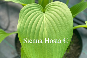 Hosta 'Spotlight'