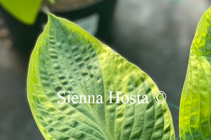 Hosta 'Singing in the Rain'