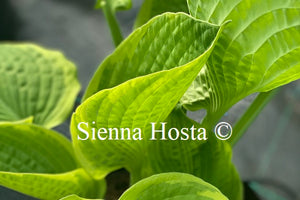 Hosta 'Splendid Sarah'