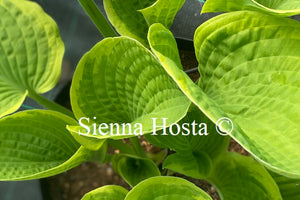 Hosta 'Splendid Sarah'
