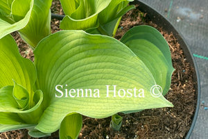 Hosta 'George Smith'