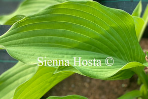 Hosta 'Arnold Black'