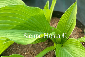 Hosta 'Arnold Black'