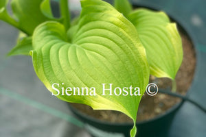 Hosta 'Joshua's Banner'