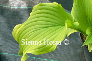 Hosta Joshua's Banner'