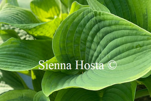 Hosta 'Spartan Glory'