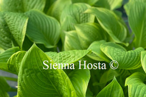 Hosta 'Sea Dream'