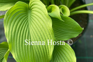 Hosta 'Devon Desire'