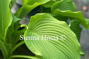 Hosta 'Devon Desire'