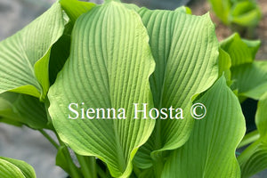 Hosta 'Devon Desire'