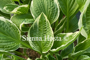 Hosta 'Snow Crust'