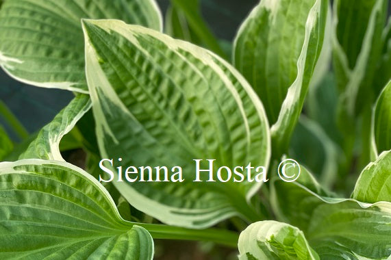 Hosta 'Snow Crust'