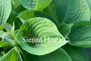 Hosta 'Humpback Whale'