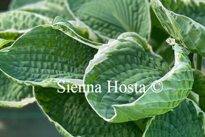 Hosta 'Silver Spray'