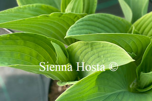 Hosta 'Minke'