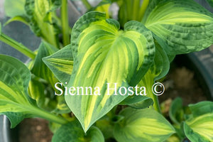 Hosta 'Happy Dayz'