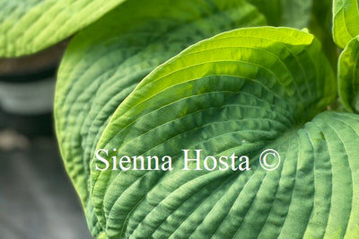 Hosta 'Samurai' - Sienna Hosta