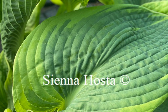 Hosta 'Samurai' - Sienna Hosta